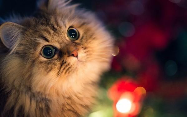 猫猫最新，自然美景探险之旅，探寻内心的平和与宁静
